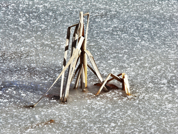 Lily Pond Ice: Feb. 25
