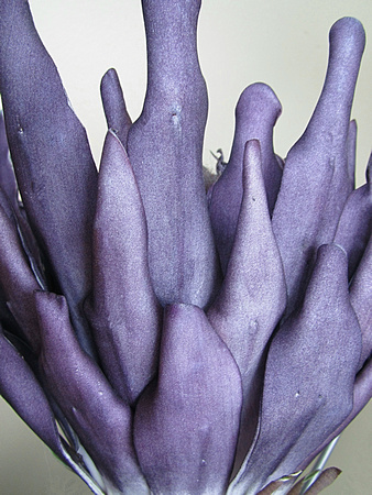 Purple Plumes: March 8
