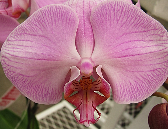 Orchid: March 9