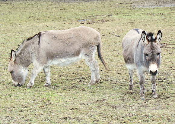 Mini-Donkeys: March 29