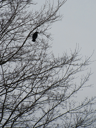 Something to Crow About: April 6