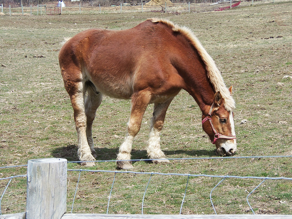A Horse, Of Course! April 7
