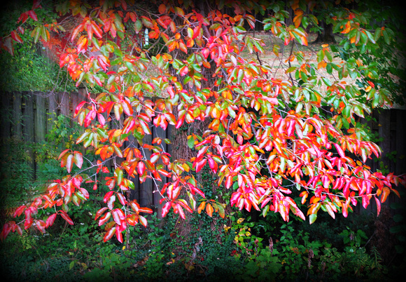Backyard Color: Oct. 14