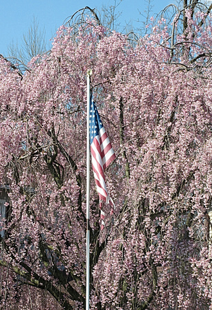 Flagging Blooms: April 25