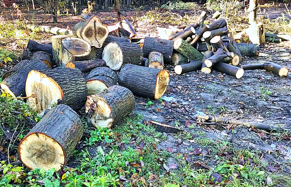 Logging In: Oct. 16