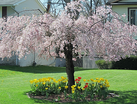 Weeping Cherry: April 27