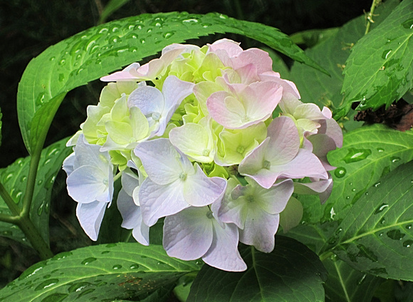 Another Hydrangea: July 1