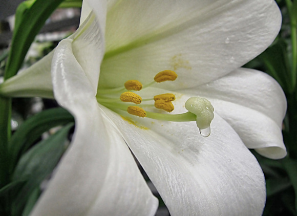 Easter Lily: April 3
