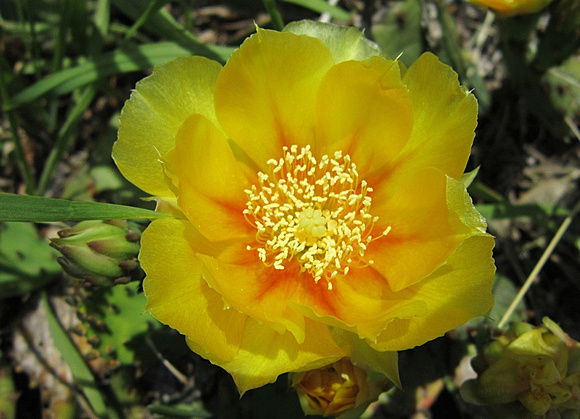 Cactus Flower: June 22