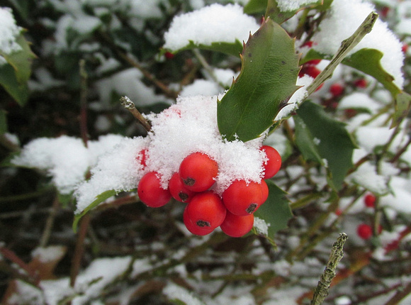 Holly Holy Snow: Dec. 13