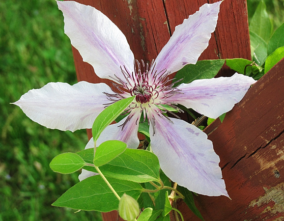 First Clematis: May 20