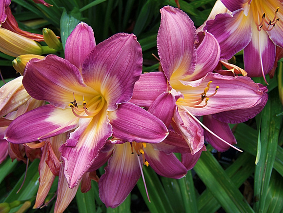 Luscious Lilies: July 11