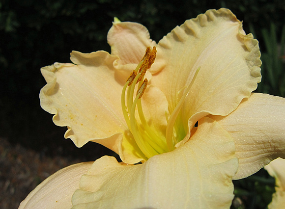 Last-Ditch Lily: July 5