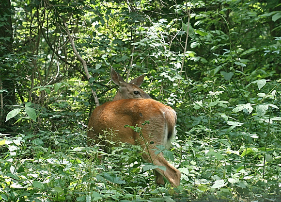 Oh Deer! June 14