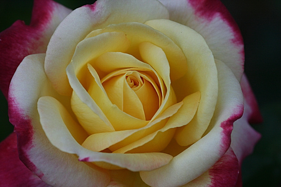 Another Rose: June 23