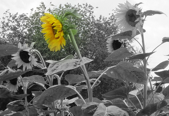 Sunflowers: Aug. 1