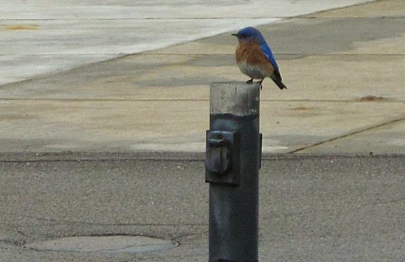 Bluebird of Happiness: March 16