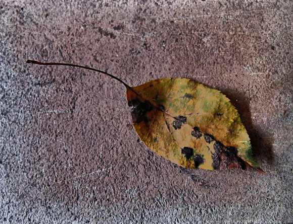 Leaf Me Alone: Sept. 9
