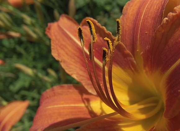 Lovely Lily: June 19