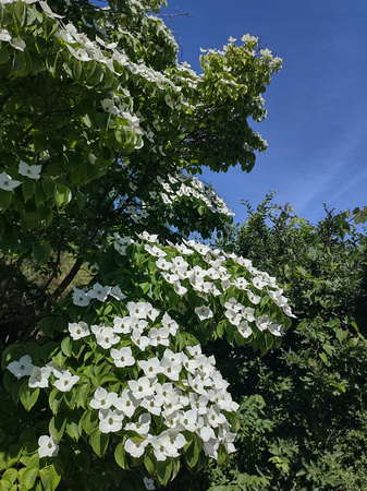 Still Blooming: June 10