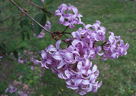 Consider the Lilacs: April 30