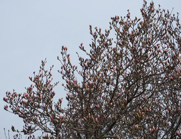 Magnificent Magnolias: March 23