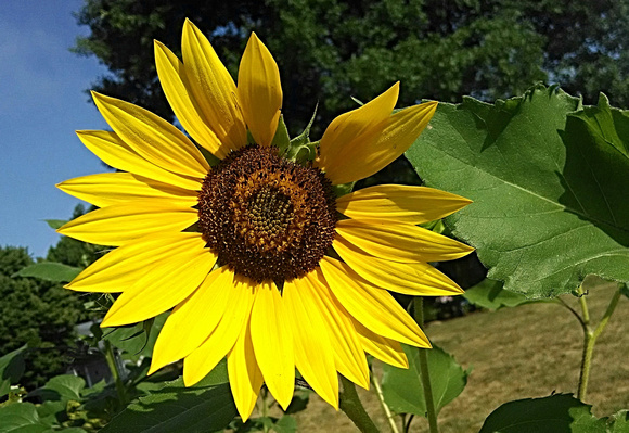 Sunny Flower: Aug. 1