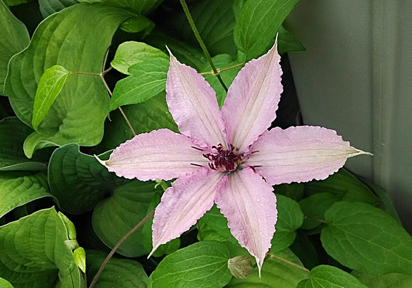 First Clematis: June 4