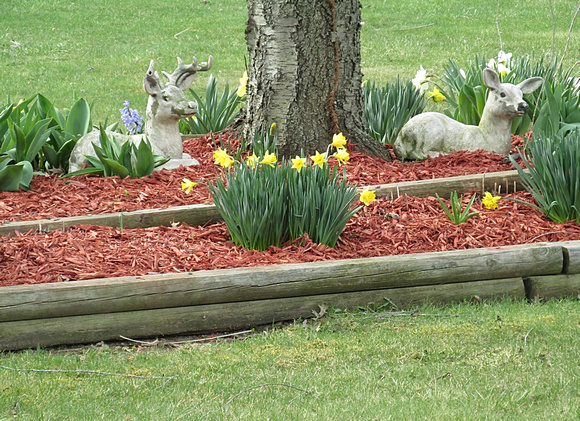 First Daffodils: April 18