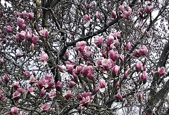 Magnolias Unfurling: March 26