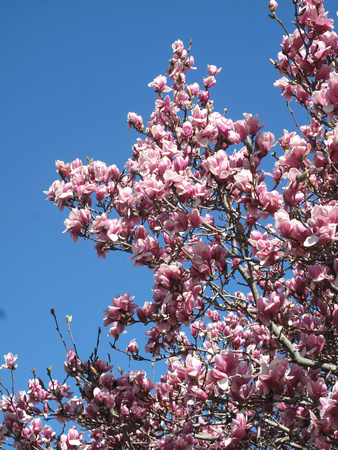Magnolias: March 29