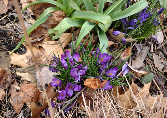 First Crocuses: March 31