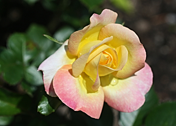 First Rose: June 9