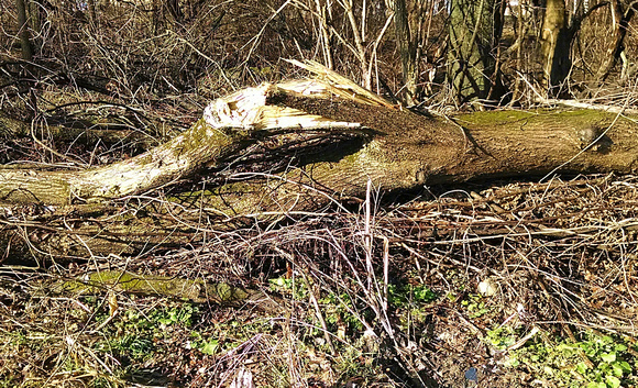 Logging Off: Jan. 21
