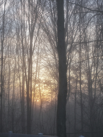 Foggy Morn: Jan. 22