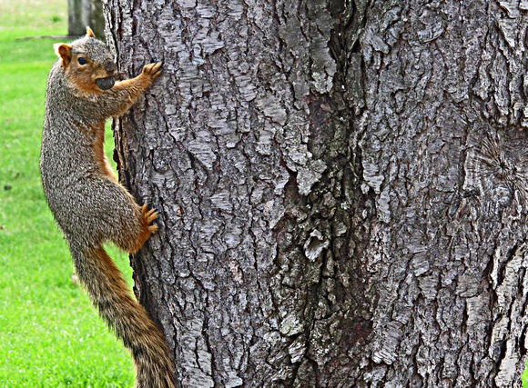 Nutty Squirrel: April 4