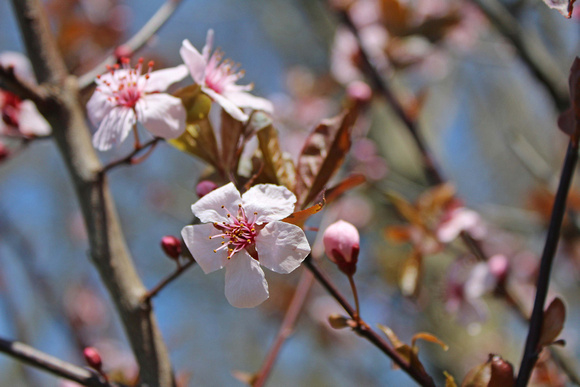 Plum Delighted: April 14