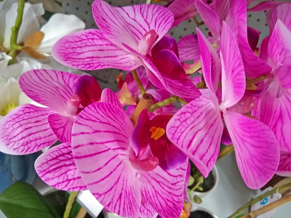 Orchids: March 15