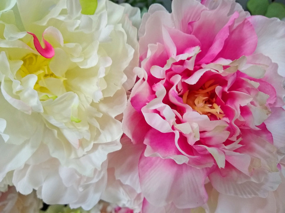 Fluffy Peonies: March 15