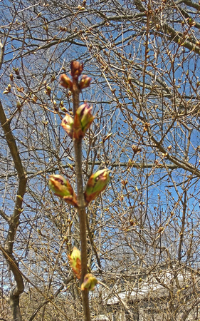 Lilacs in Waiting: March 22