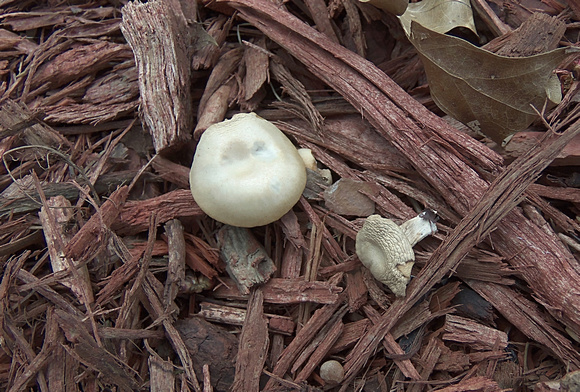 Glow Little Mushroom: April 3