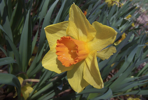 Multi-Daffodil: April 5