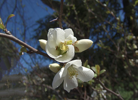Flowering Quince: April 5