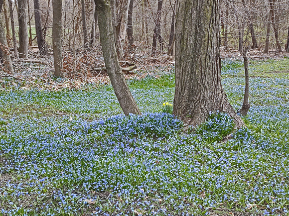 Carpet of Blue: April 5