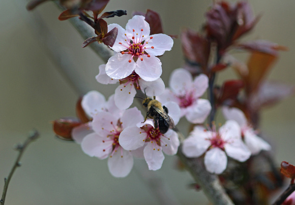 I'll Bee Darned: April 7