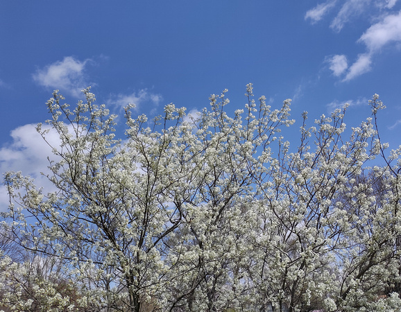 Sky-High Blooms: April 9