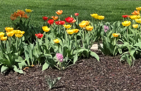 More Tulips: April 10