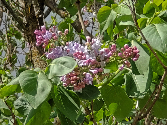 Let There Be Lilacs: April 11
