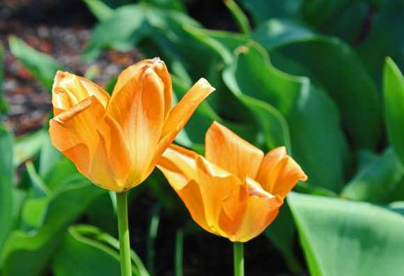 Tipsy Tulips: April 13