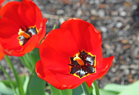 More Tulips: April 13